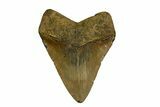 Fossil Megalodon Tooth - North Carolina #328008-2